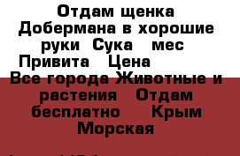 Отдам щенка Добермана в хорошие руки. Сука 5 мес. Привита › Цена ­ 5 000 - Все города Животные и растения » Отдам бесплатно   . Крым,Морская